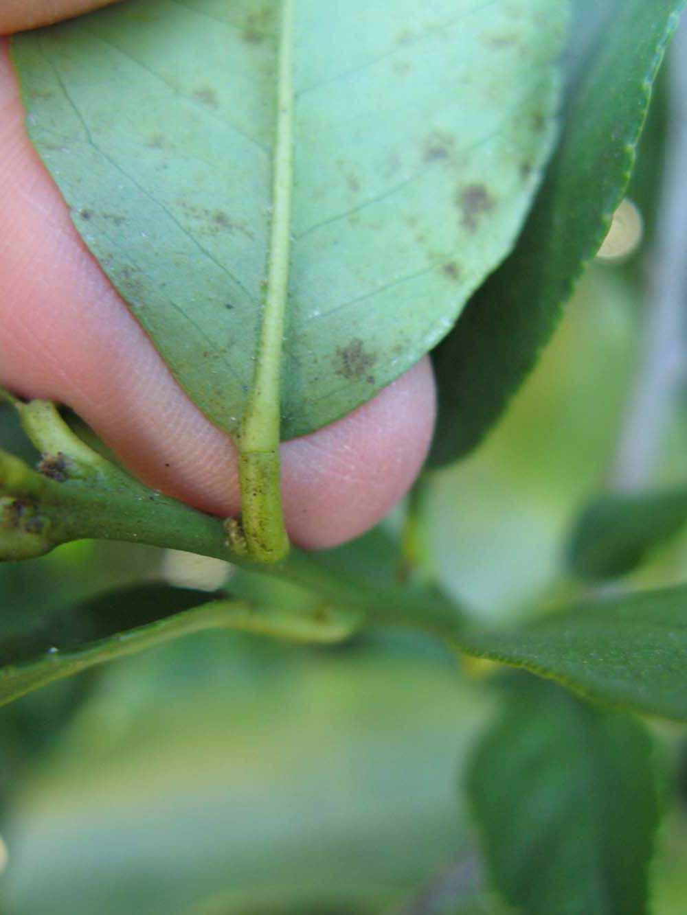            Petiole (Bearss, Winter Haven, FL)   